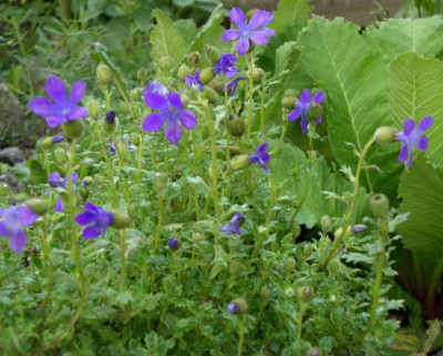 Cyananthus_lobatus_15.07.2008.JPG