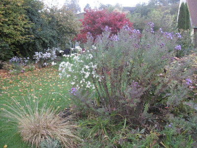 Aster n.-a. 'Barrs Blue' 7349.jpeg