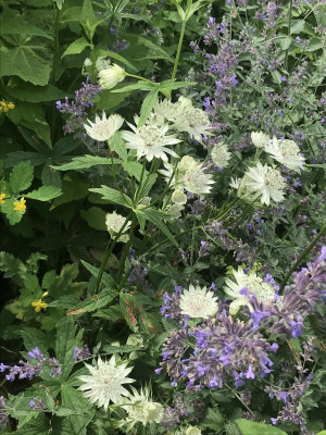 Astrantia und Nep (1).JPG