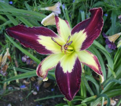 Applique.jpg
