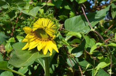 Sonnenblume.21-2.jpg