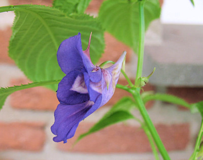 IMG_9641_Impatiens_namchabarwensis.JPG