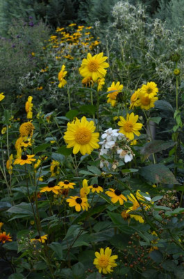 Helianthus-Meteor.21-1.jpg
