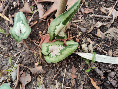 cyclamen purple heart.jpg