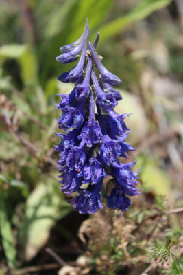 0749Delphinium.jpg