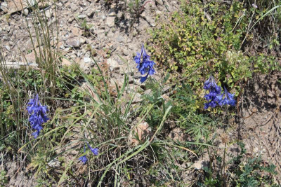 0748Delphinium.jpg