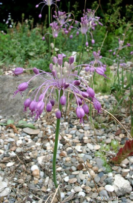 06240011_eAllium_species_Vitoschagebirge.JPG