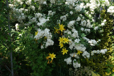 Rosa_multiflora_nana.23-2.jpg