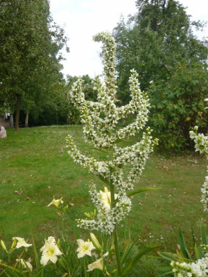 Veratrum1-.jpg