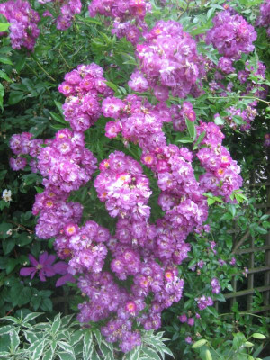 Rose 'Veilchenblau'_0802.jpeg