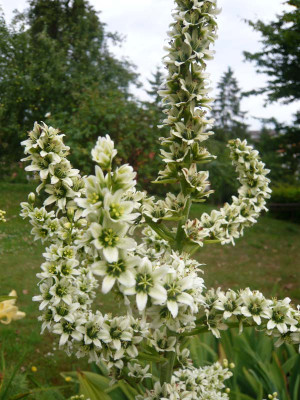 Veratrum-2-.jpg