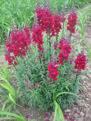 Antirrhinum majus_5363_r1.jpeg