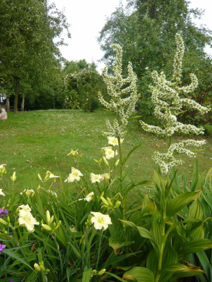 Veratrum-3-.jpg