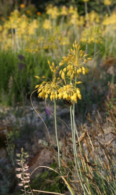 IMG_4162_eAllium_flavum.JPG