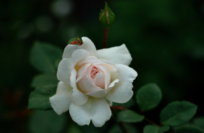 Rosa_Crocus_1_14-07-2008.jpg