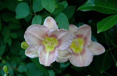 Hemerocallis_X_2_14-07-2008.jpg