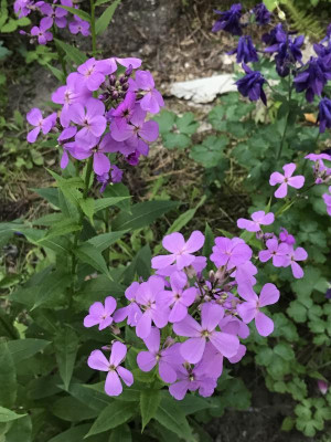 Phlox ´Hesperis´x (1).JPG