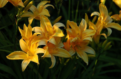 Hemerocallis_X_3_14-07-2008.jpg