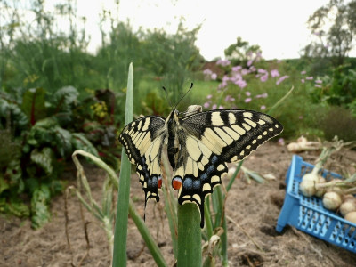 allium.jpg