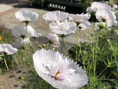 Cosmos Cupc..JPG