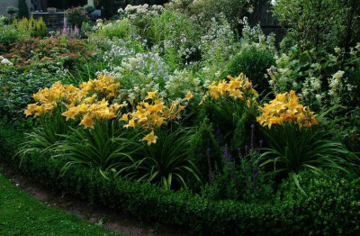 Hemerocallis_X_5_14-07-2008.jpg