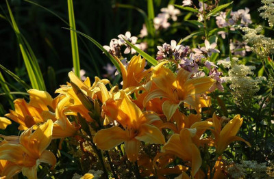 Hemerocallis_X_6_14-07-2008.jpg