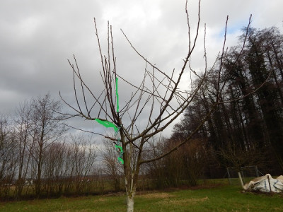 DSCN2200 für garten-pur.jpg