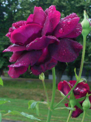 OldeRomeo_07_08_08.JPG