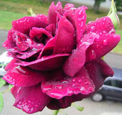 OldeRomeo_07_08_07.JPG