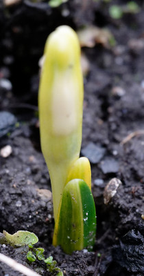DSC_8223_DxO.jpg