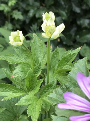 Anemone cylindrica (2).JPG