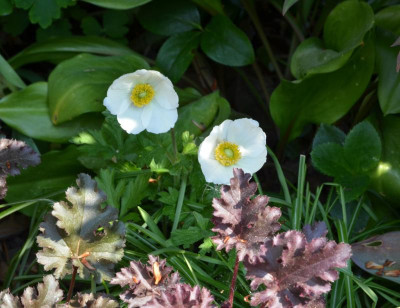 Anemone_sylvestris.22-1.jpg