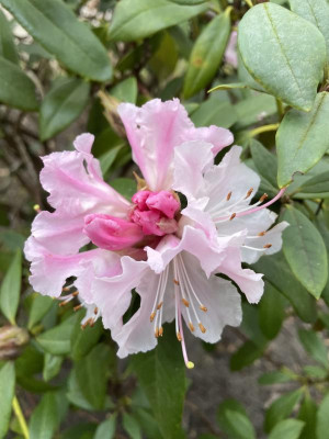 Rhododendron Christmas Cheer 2024.jpg