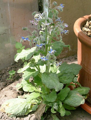 unbekannt4_2008-06-20_210.jpg