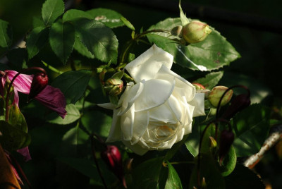 Rose_Ilse_Krohn_Superior_1_28-06-2008.jpg