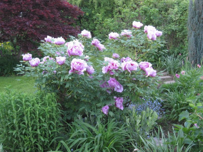 Paeonia suffr. Ofuji nishiki_4806.jpeg