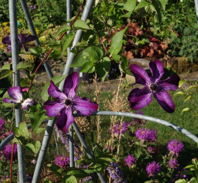 Clematis_viticella-SuperNova.23-1.jpg