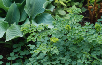thalictrum_laub.jpg