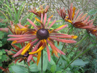 Rudbeckia 'Chim Chiminée'_7988.jpeg