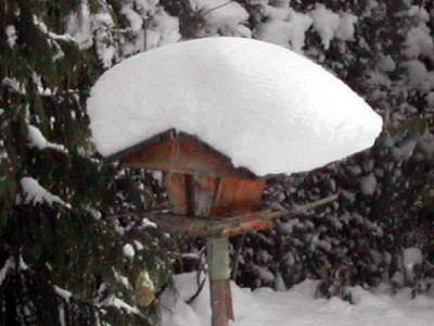 VOGELHSCHNEE1.jpg