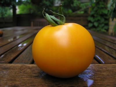 mandarinernte.jpg