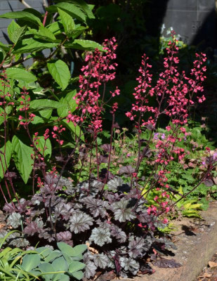 Heuchera-Milan.20-1.jpg
