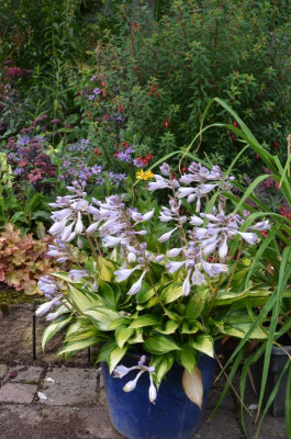 Hosta-Justine.21-1.jpg