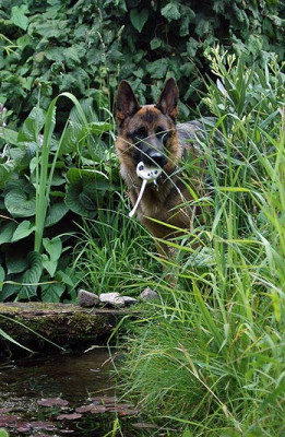 Teichhund5235.jpg