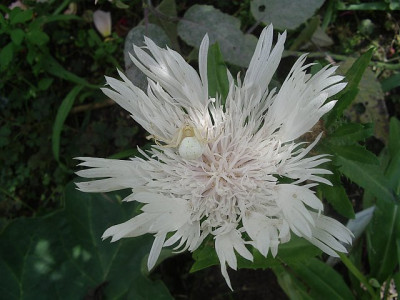 stokesia_laevis_alba.jpg