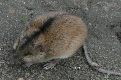 c_brandmaus.jpg