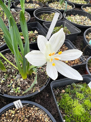 2024-02-07 Sternbergia candida.jpg