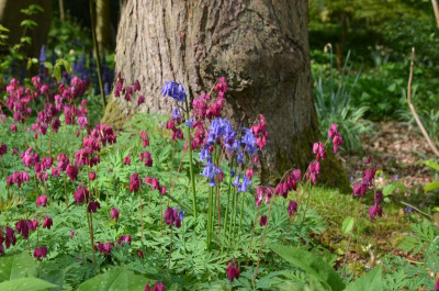 GreenIsland.19-33.Dicentra-Baccanal.jpg