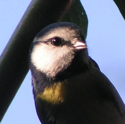 Parus_caeruleus_-_Blaumeise_14.jpg