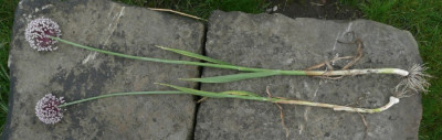c_allium_1.jpg